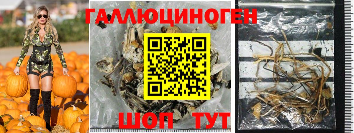 Псилоцибиновые грибы Psilocybe Краснокаменск